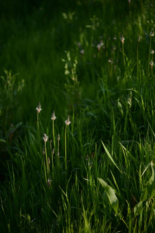 夕日に逆光で浮かび上がるヘラオオバコの花