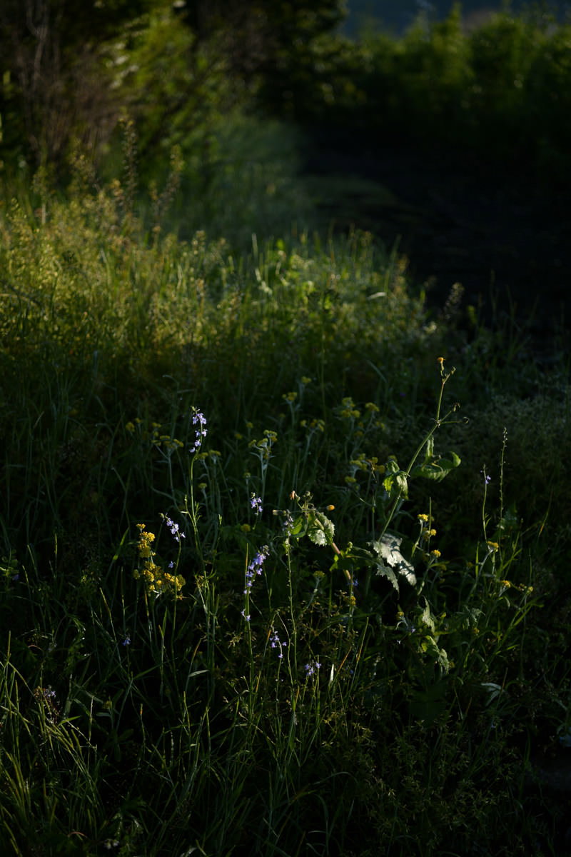 暗い背景の中で光に照らされた小さな白い野花と周囲の緑の草