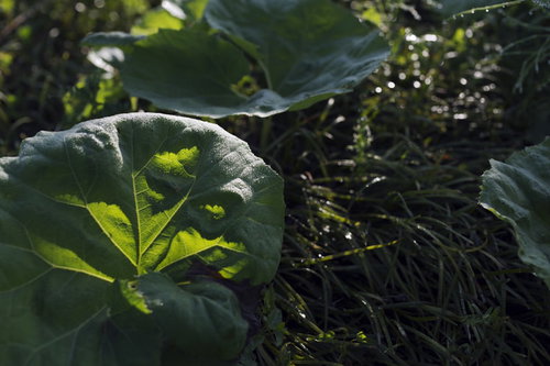 春の新緑、フキの葉に着く霜
