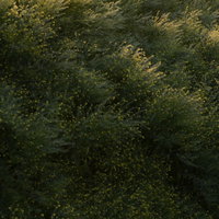 明け方水滴を含んだ枝を震わせる菜の花の群生の写真