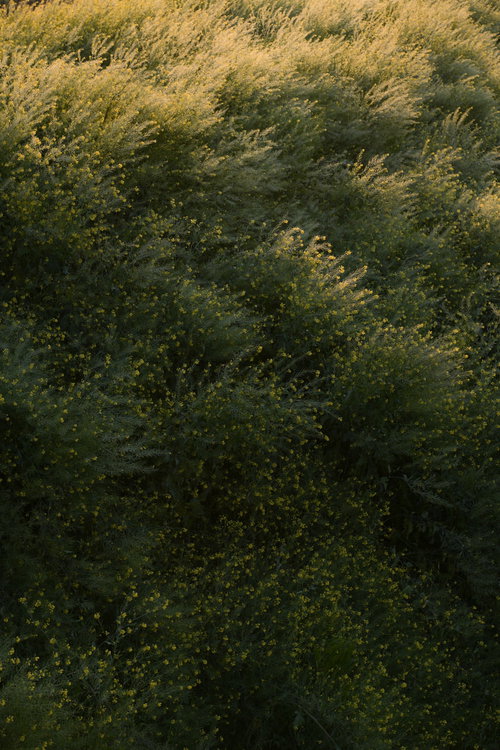 明け方水滴を含んだ枝を震わせる菜の花の群生