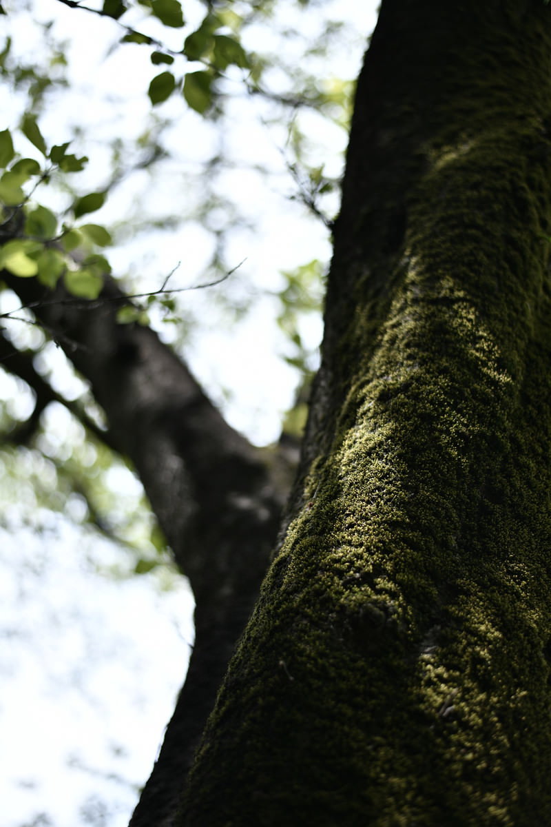 木の幹に生えた緑色の苔と木漏れ日が差し込む自然の風景