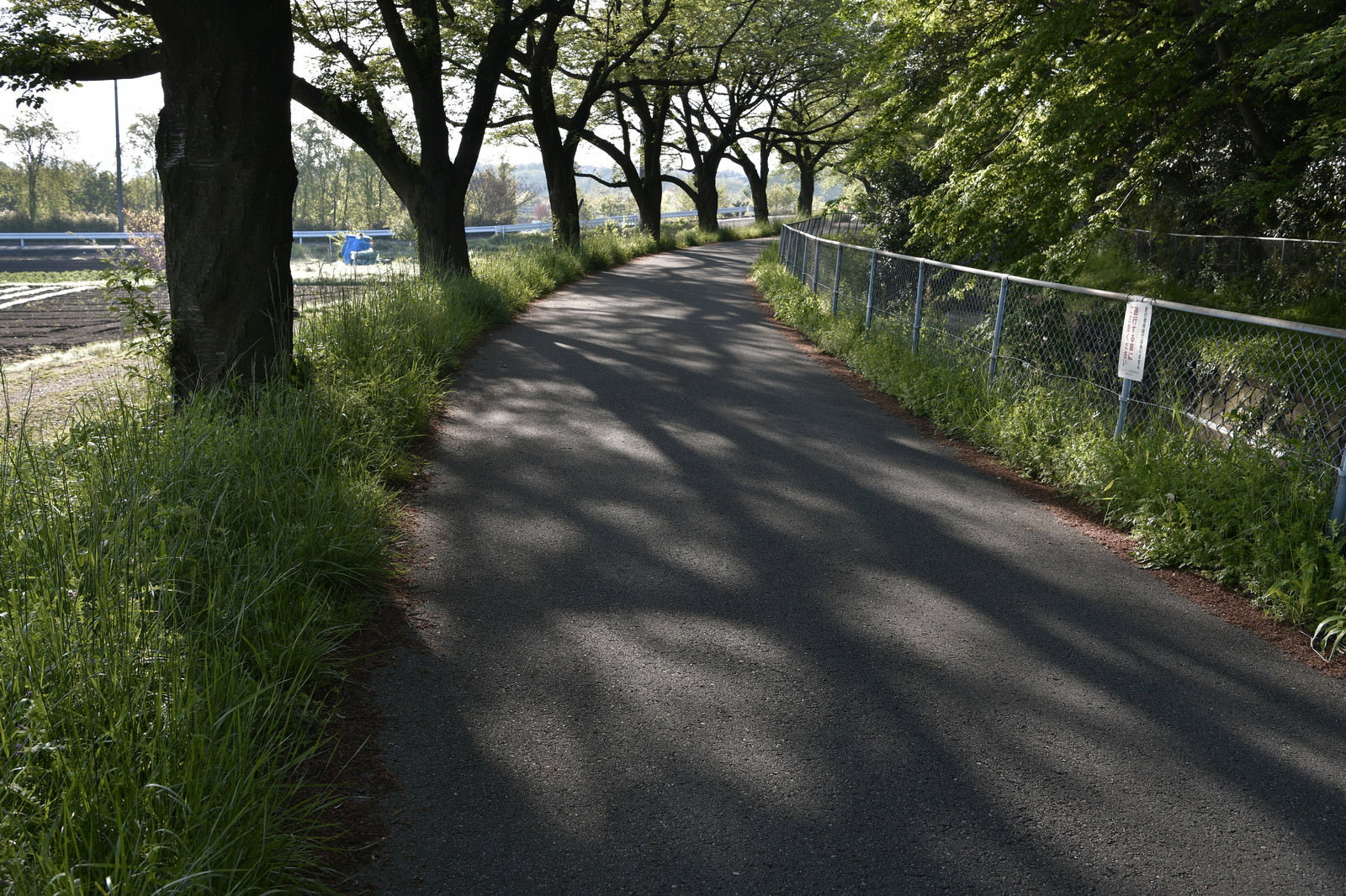 朝日が木漏れ日となって差し込む緑豊かな遊歩道