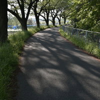 朝日が差し込む緑豊かな並木道の歩道で散歩する人の写真