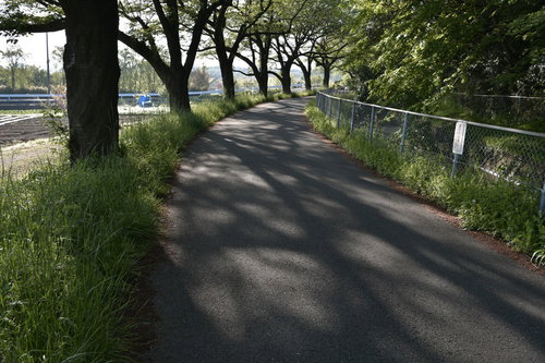 朝日が差し込む緑豊かな並木道の歩道で散歩する人