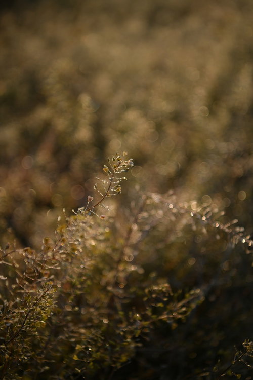 朝日に照らされ暖色に輝く枯れゆくナズナの立ち枯れ姿