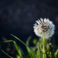 朝露に濡れてしぼんだタンポポの綿毛と緑の葉の写真