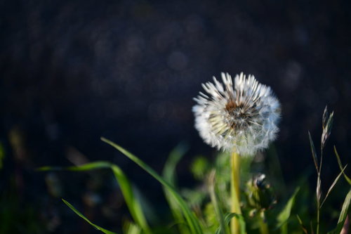 朝露に濡れてしぼんだタンポポの綿毛と緑の葉