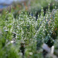 朝露の水滴を身にまとった小さなスギナの茎の写真