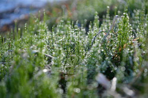 朝露の水滴を身にまとった小さなスギナの茎