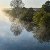 朝靄の水面に映る一本の木の写真