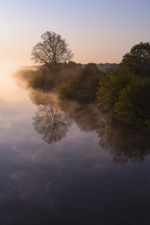 朝靄沸き立つ紫の空が水面に映る一本の木の風景