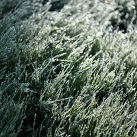 水滴のついたスギナの群生の写真