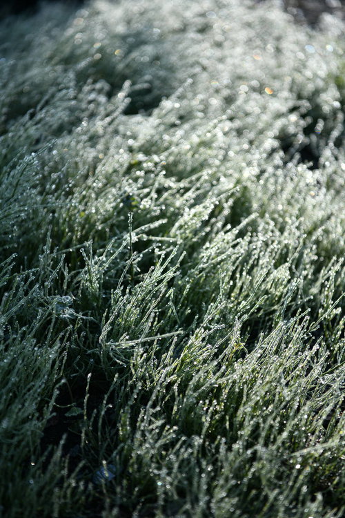 朝露に濡れて水滴が輝くスギナの群生、トクサ科の野草