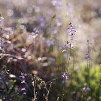 畑の脇に群生する小さな紫色の花、マツバウンランの写真