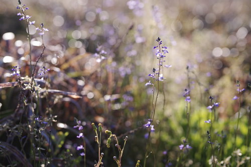 畑の脇に群生する小さな紫色の花、マツバウンラン