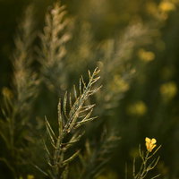 花が終わりを迎えた菜の花の立ち枯れた茎と葉の写真
