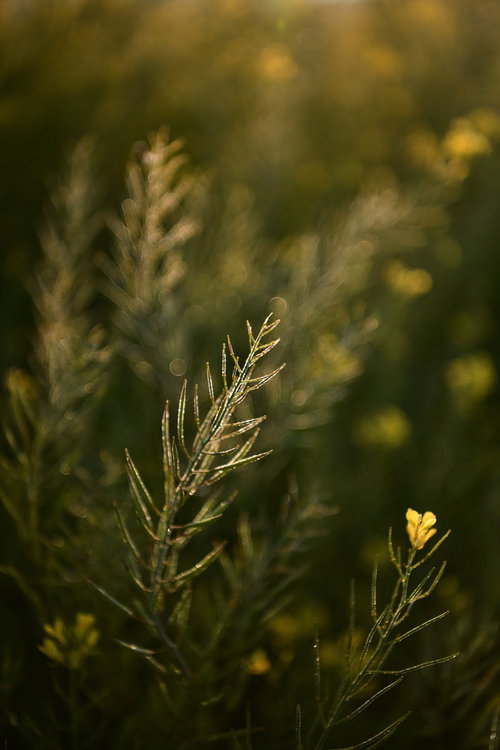 花が終わりを迎えた菜の花の立ち枯れた茎と葉