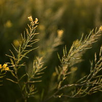 花盛りが終わり散る菜の花と春の季節変化を映す風景の写真