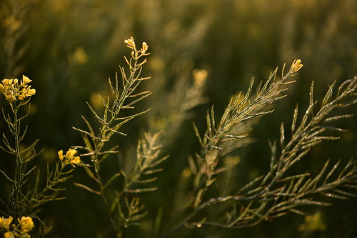 花盛りが終わり散る菜の花と春の季節変化を映す風景