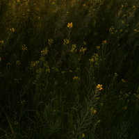 夕焼けに照らされた菜の花の群生の写真