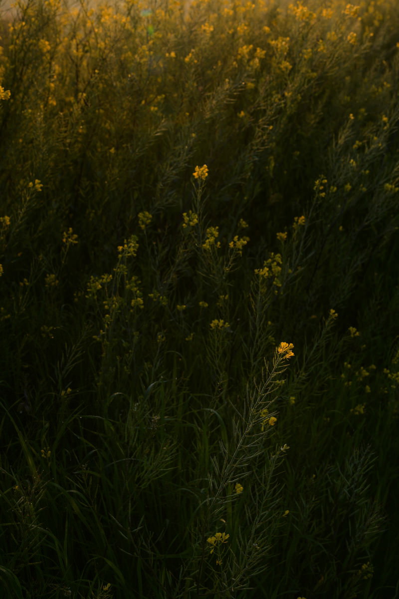 夕焼けの光に照らされた菜の花の群生が一面に広がる様子