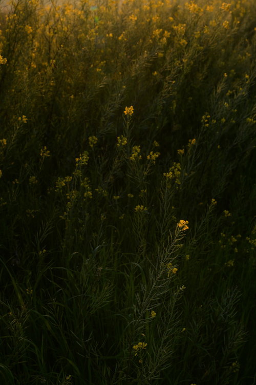 夕焼けに照らされた菜の花の群生