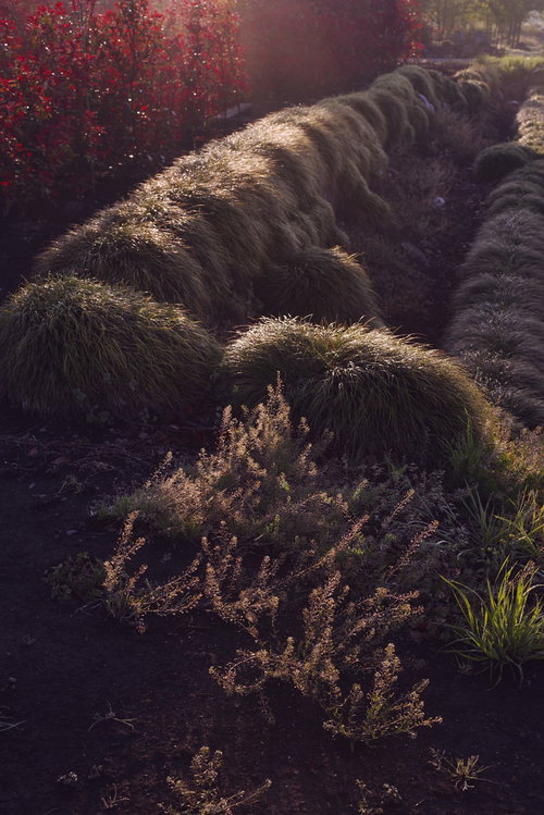 農道わきのナズナに差し込む朝日と光芒
