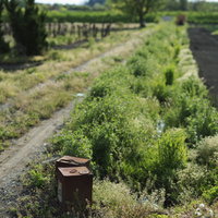 農道脇の草むらに置かれた茶色い一斗缶の写真