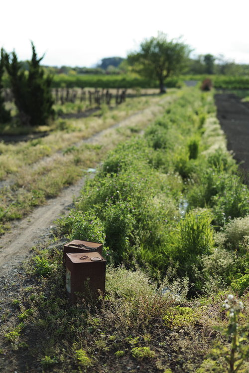 農道脇の草むらに置かれた茶色い一斗缶