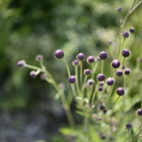 開花を待つキツネアザミの紫色の蕾、キク科の野草の写真