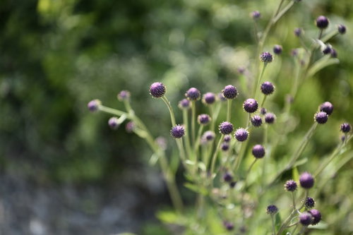 開花を待つキツネアザミの紫色の蕾、キク科の野草