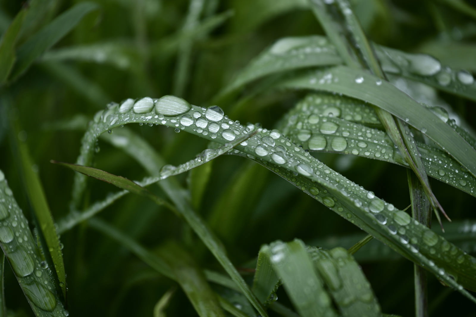 緑の草の葉の上に透明な水滴がいくつも付いている様子