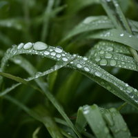 朝露に濡れた雑草の上に溜まってゆく宝石のような水滴の写真