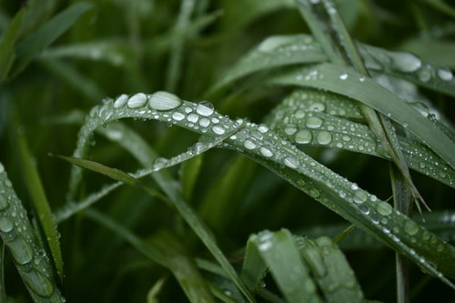 朝露に濡れた雑草の上に溜まってゆく宝石のような水滴