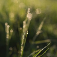 雑草の先端に一滴着いた透明な水滴｜朝露のマクロ接写の写真