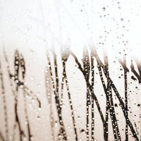 曇った窓ガラスに滴る水滴と植物のシルエットの写真