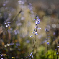 朝露に濡れたマツバウンランの青紫色の小花の写真