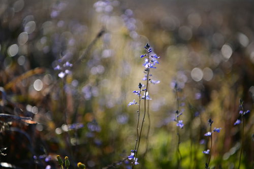 朝露に濡れたマツバウンランの青紫色の小花