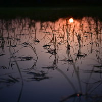 1日の始まりに浮かび上がる夕日と苗の水田の写真