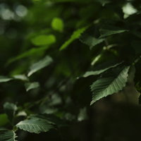 ねっとりとした光に浮かぶ若葉と枝の新緑、新芽の写真