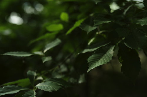 ねっとりとした光に浮かぶ若葉と枝の新緑、新芽