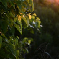 夕日に透ける木の葉と水滴の写真