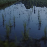 夜明けの青に染まる水田の水面反射と田植えされた若い苗の写真