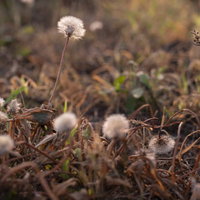 季節遅れのたんぽぽの綿毛が原っぱに点在する風景の写真