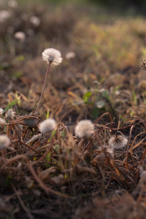 季節遅れのたんぽぽの綿毛が原っぱに点在する風景