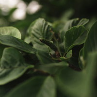 新緑の葉に混じる茶色い種子が付着した春の植物の写真