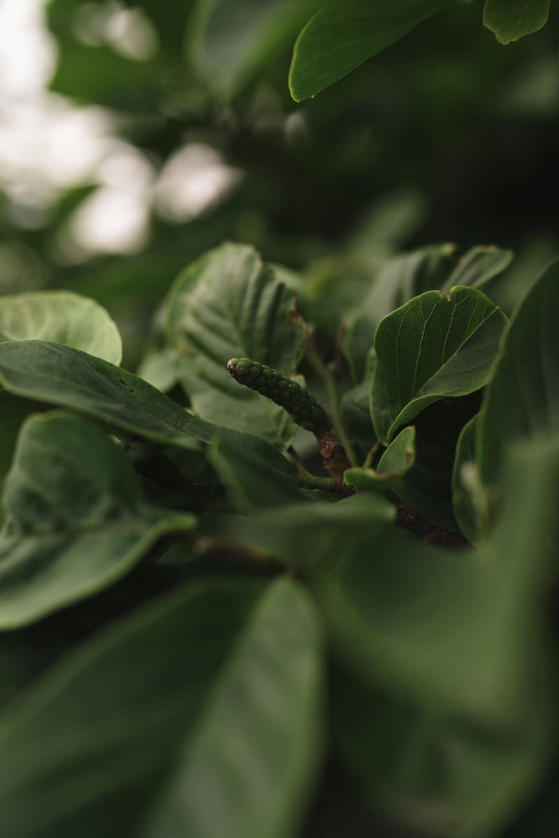 緑色の葉の間に茶色い種子が混じっている新緑の植物