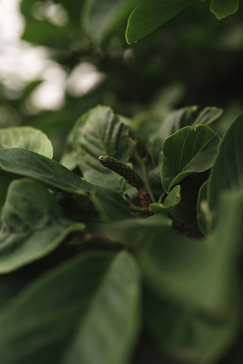 新緑の葉に混じる茶色い種子が付着した春の植物