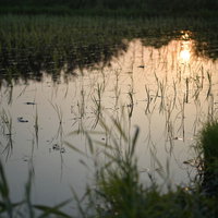朝日が反射する水田の稲の苗の写真